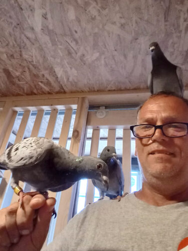 Homing Pigeons for Beginners Program